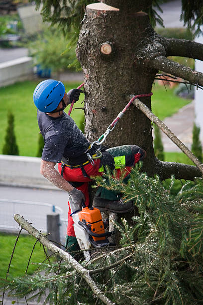 Best Tree Cabling and Bracing  in Magnolia Springs, AL