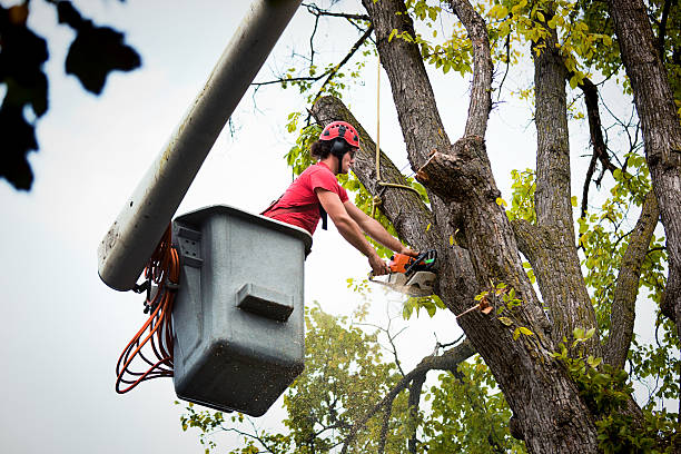 How Our Tree Care Process Works  in  Magnolia Springs, AL